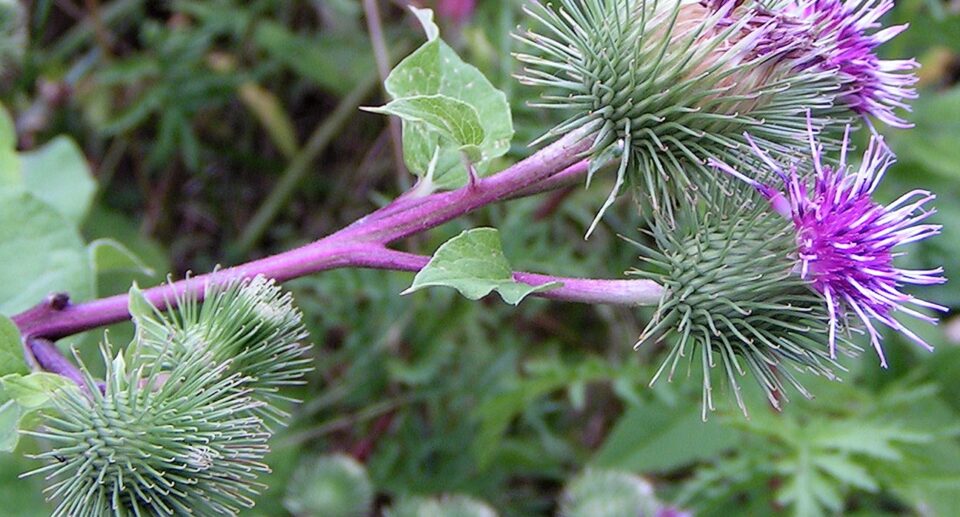 Gyömbérgyökér (Arctium lappa)