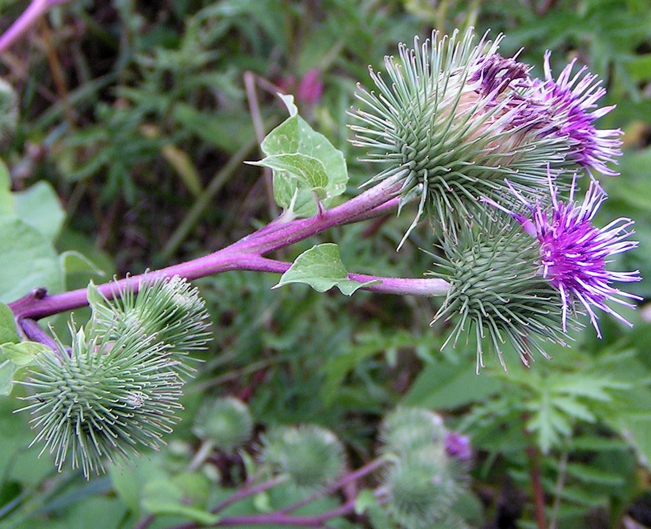 Gyömbérgyökér (Arctium lappa)
