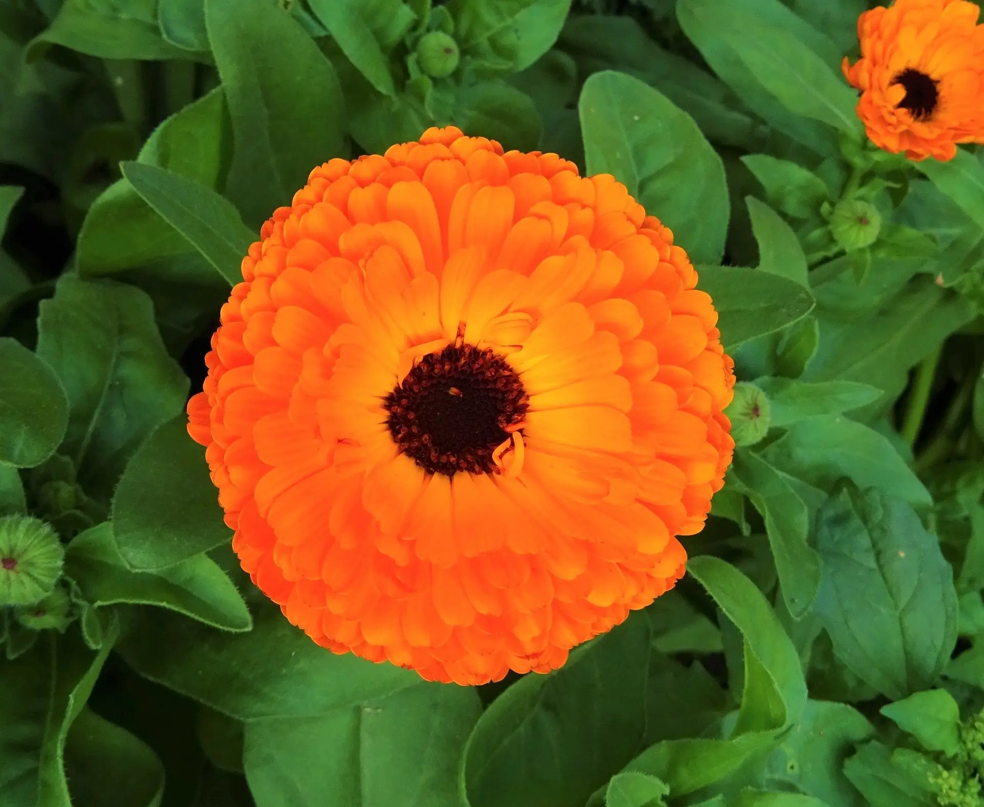 Körömvirág (Calendula officinalis)