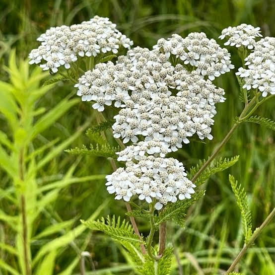 Cickafark (Achillea millefolium)