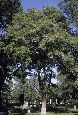 Csúszós szil (Ulmus rubra)