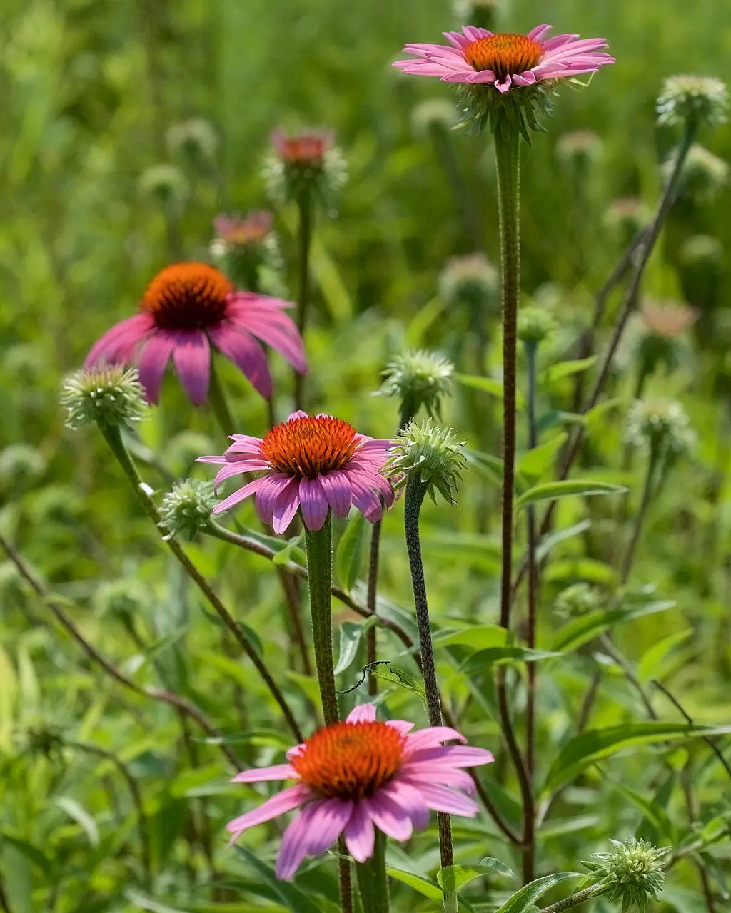 Echinacea (Echinacea purpurea)