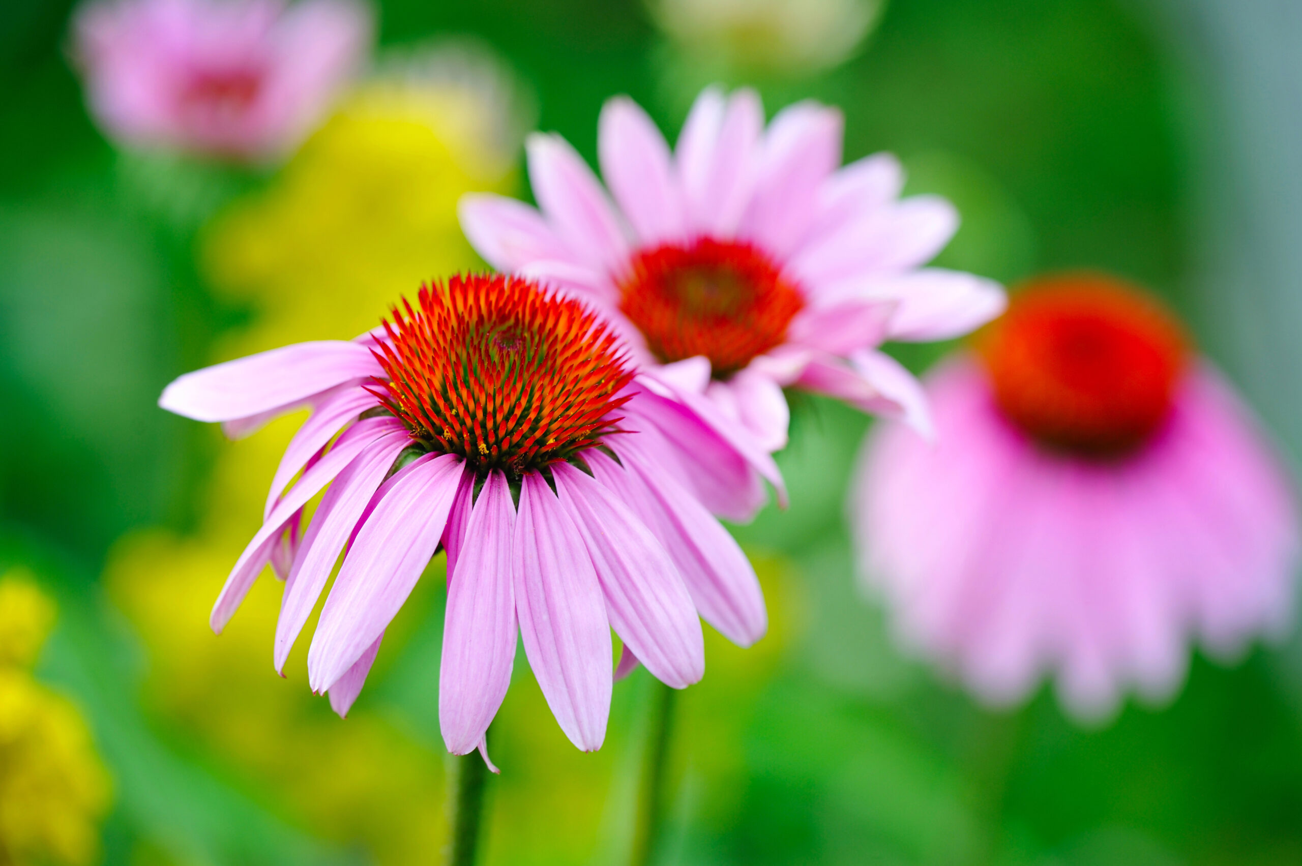 Echinacea (Echinacea purpurea)