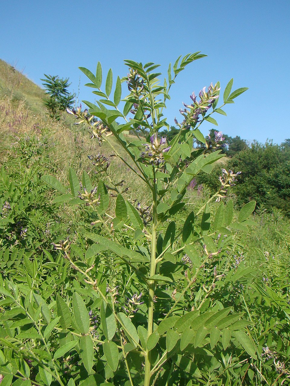 Édesgyökér (Glycyrrhiza glabra)