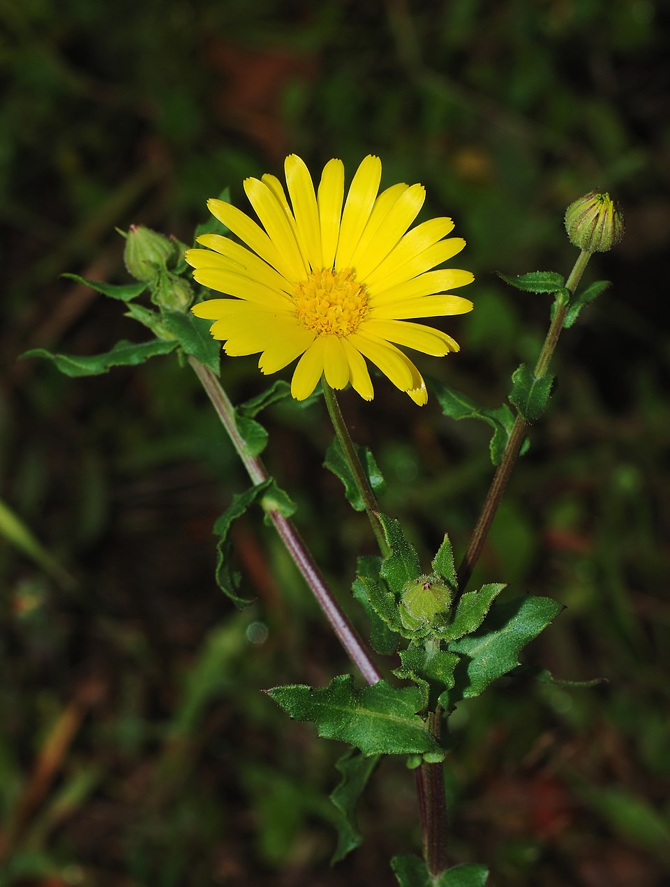 Körömvirág (Calendula officinalis)