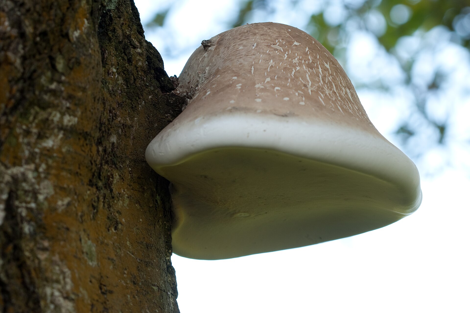 Nyírfa-polipórusz (Piptoporus betulinus)
