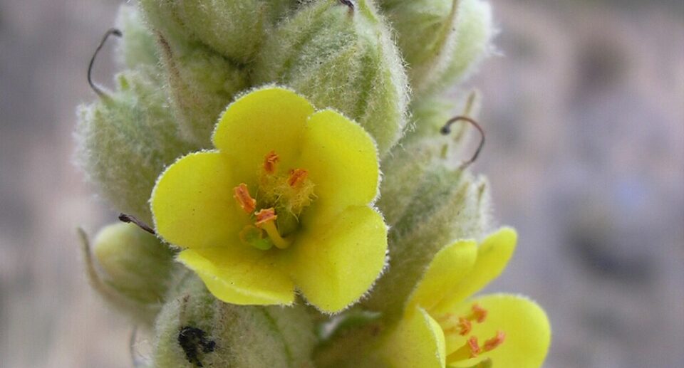 Ökörfarkkóró (Verbascum thapsus)