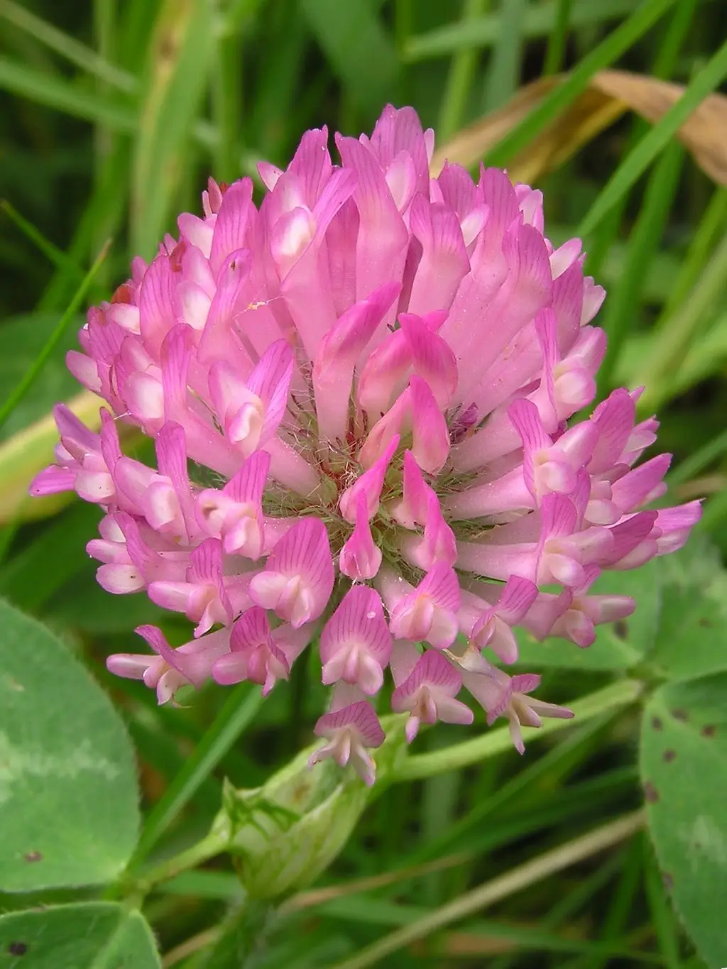 Vörös lóhere (Trifolium pratense)