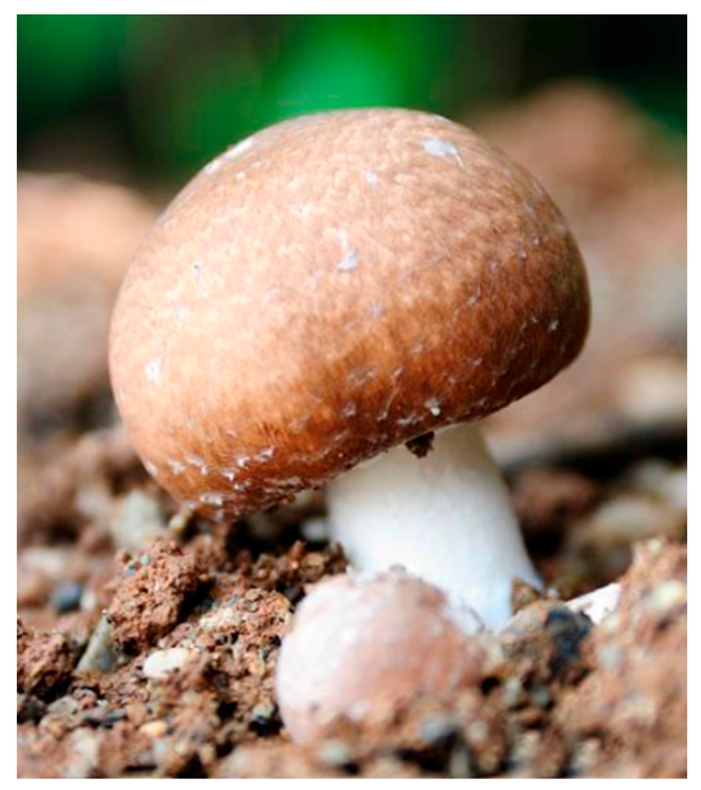 Agaricus blazei (Agaricus subrufescens)