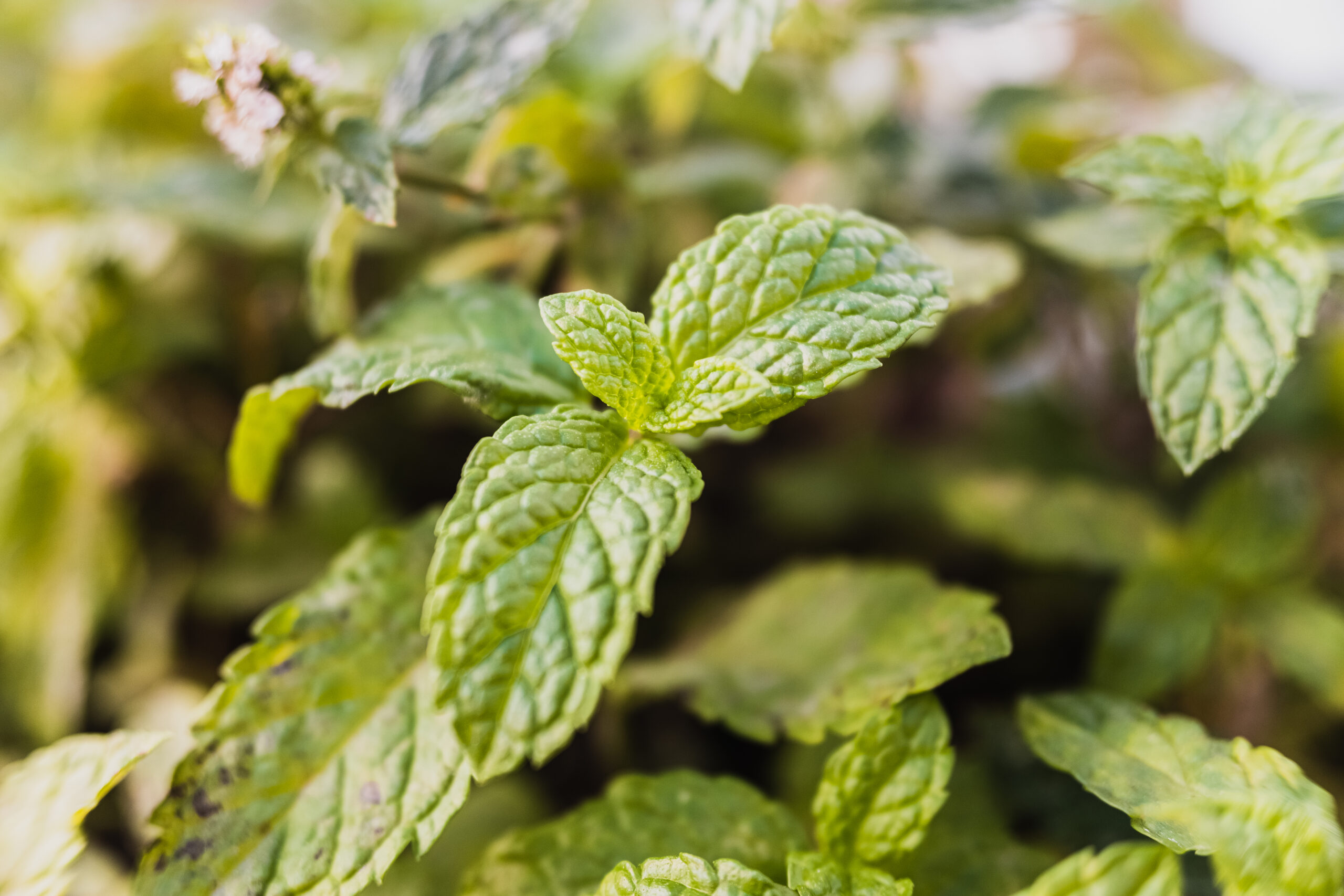 Borsmenta (Mentha × piperita)