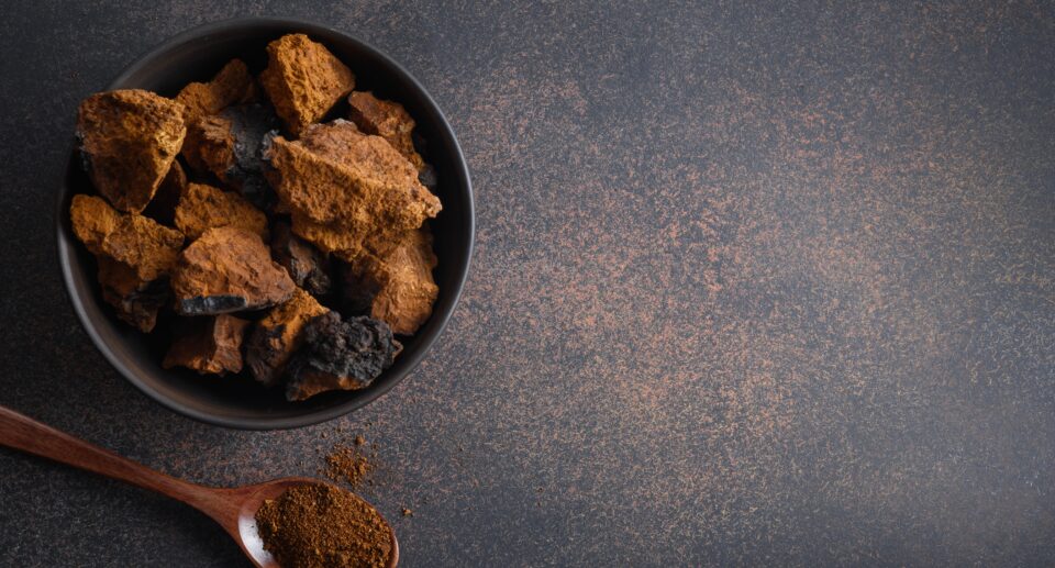 Chaga (Inonotus obliquus)