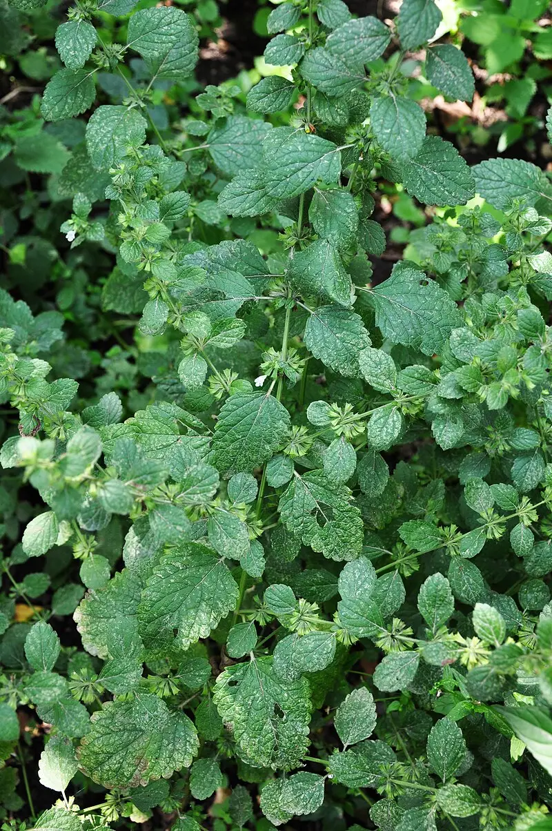 Citromfű (Melissa officinalis)
