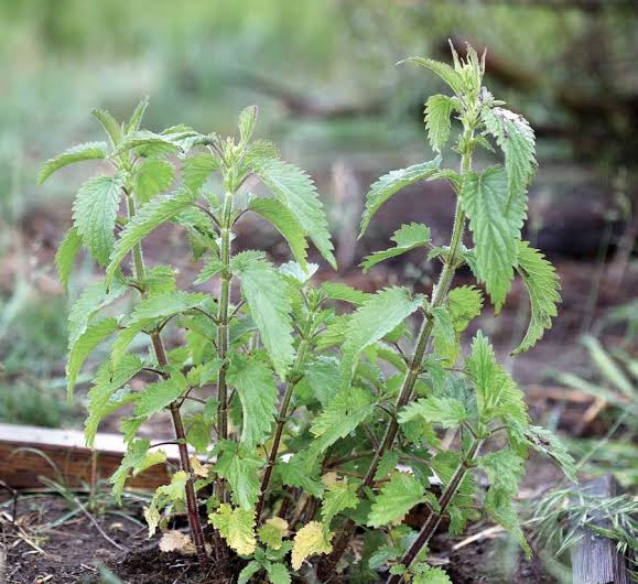 Csalán (Urtica dioica)