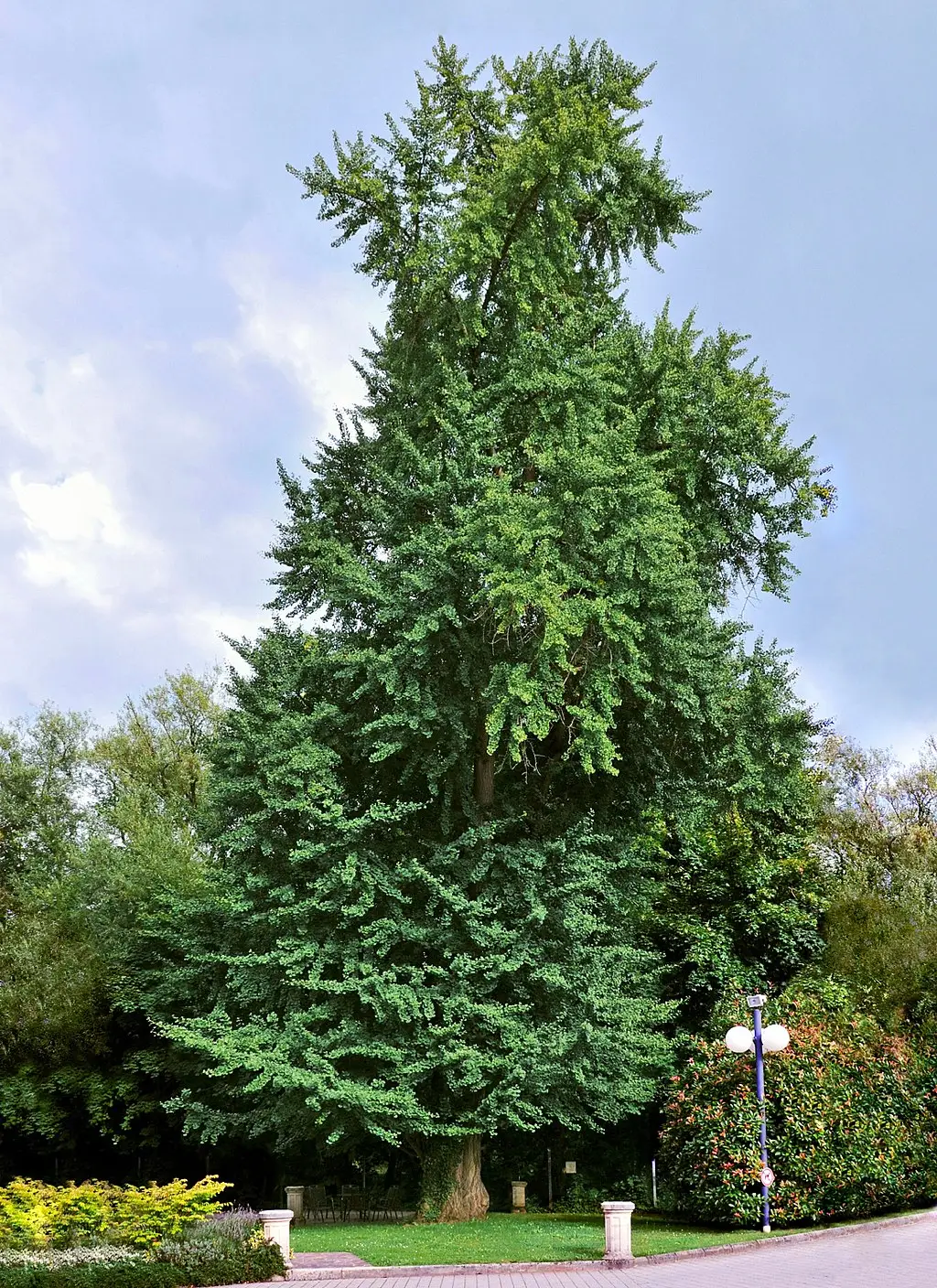Ginkgo (Ginkgo biloba)