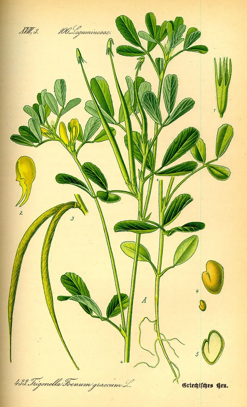 Görögszéna (Trigonella foenum-graecum)