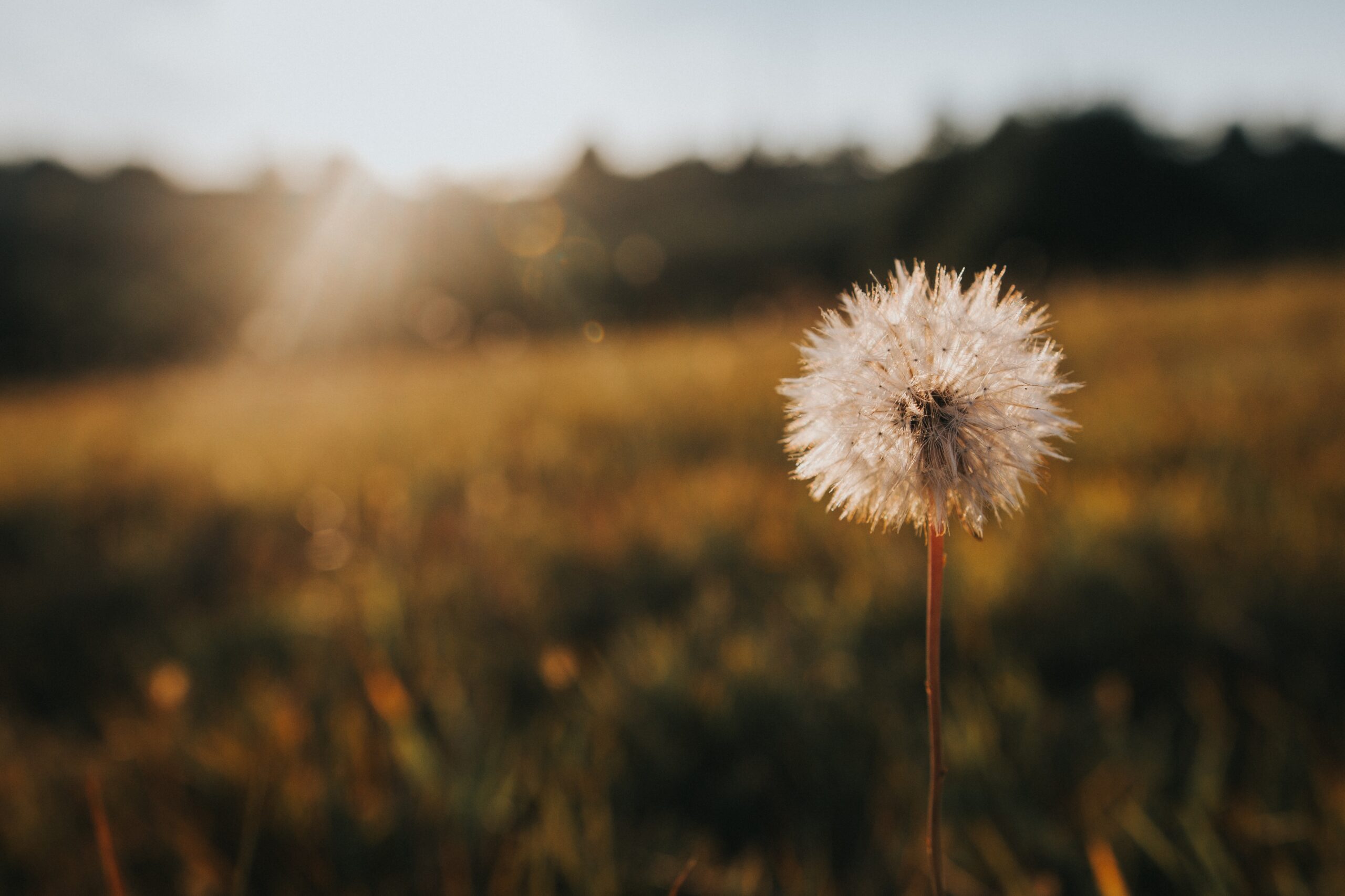 Gyermekláncfű (Taraxacum officinale)