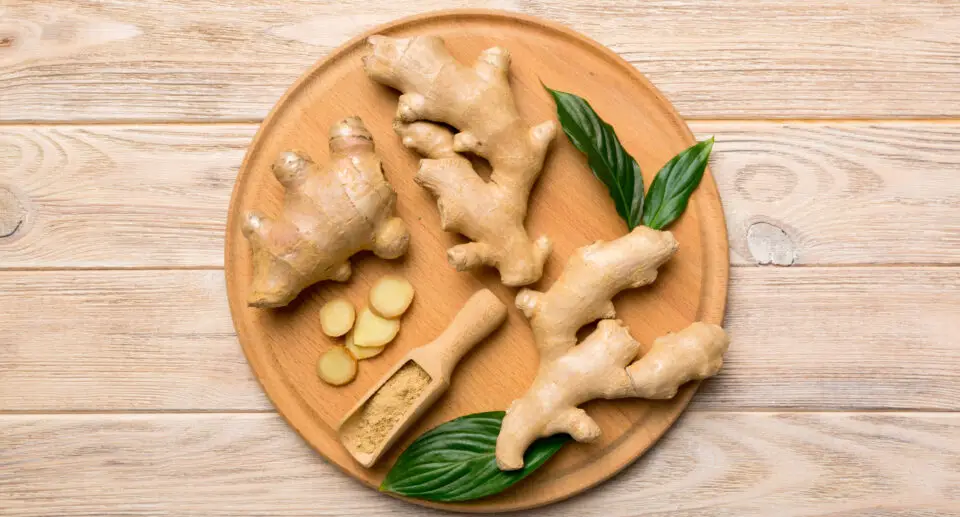 Gyömbér (Zingiber officinale)