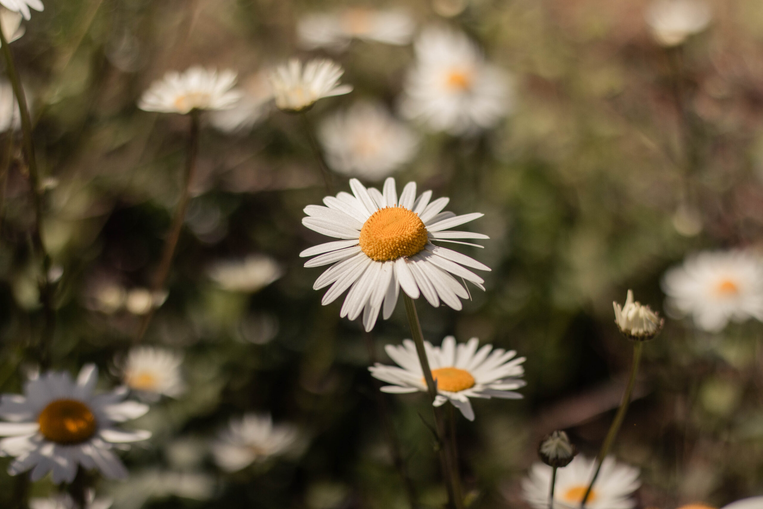Kamilla (Matricaria chamomilla)