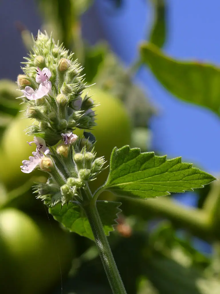 Macskamenta (Nepeta cataria)