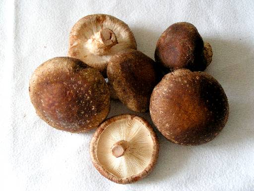 Shiitake (Lentinula edodes)